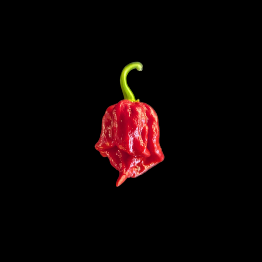 7 Pot Primo Heatless