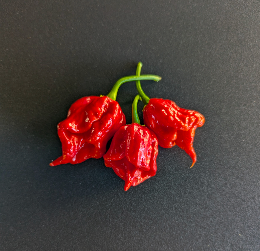 7 Pot Primo Heatless