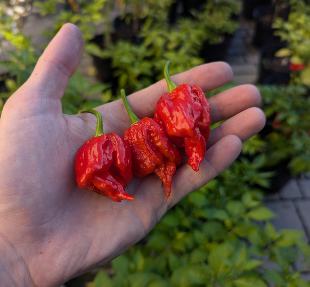 7 Pot Primo Heatless