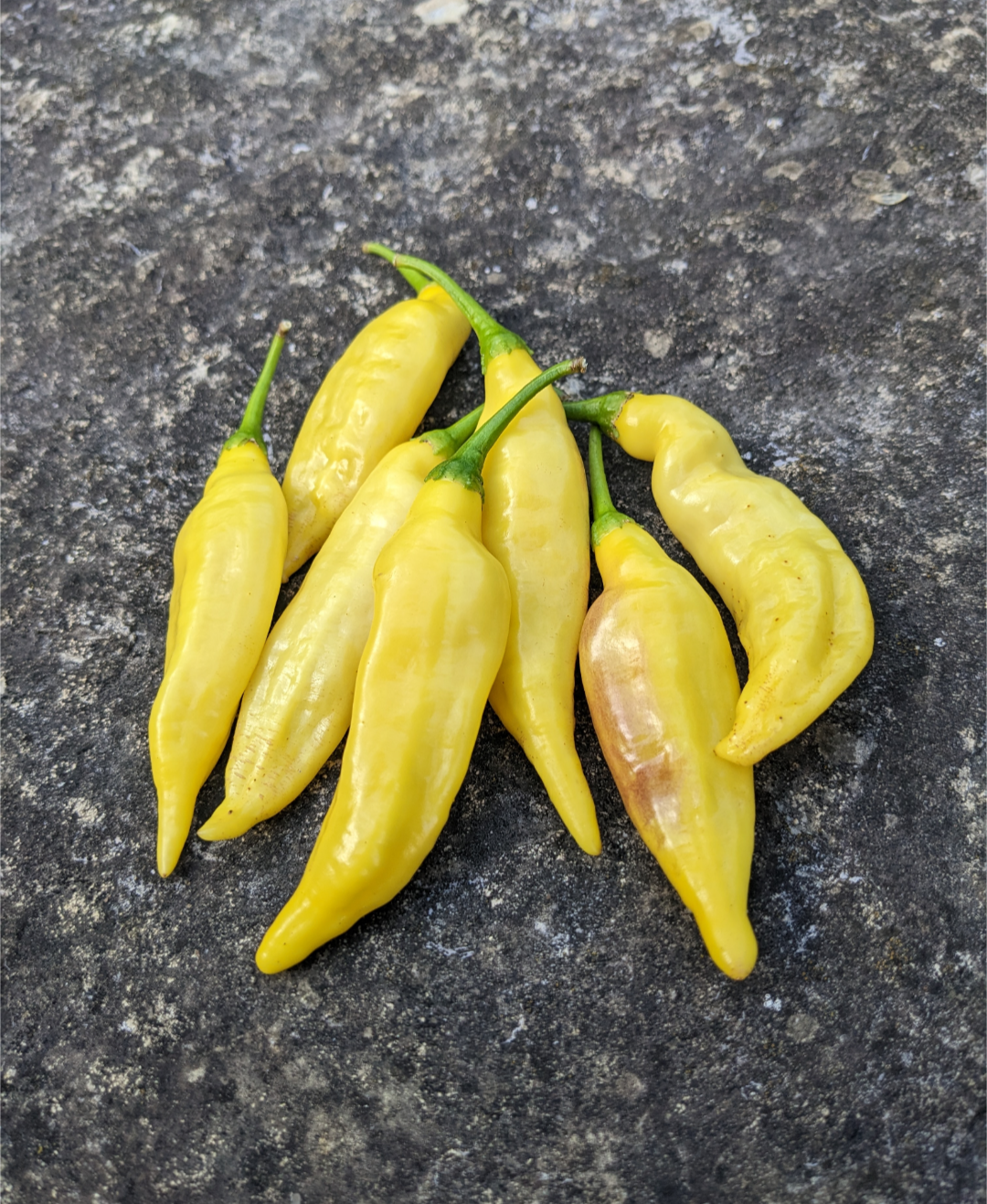 Aji Limo / Lemon Drop