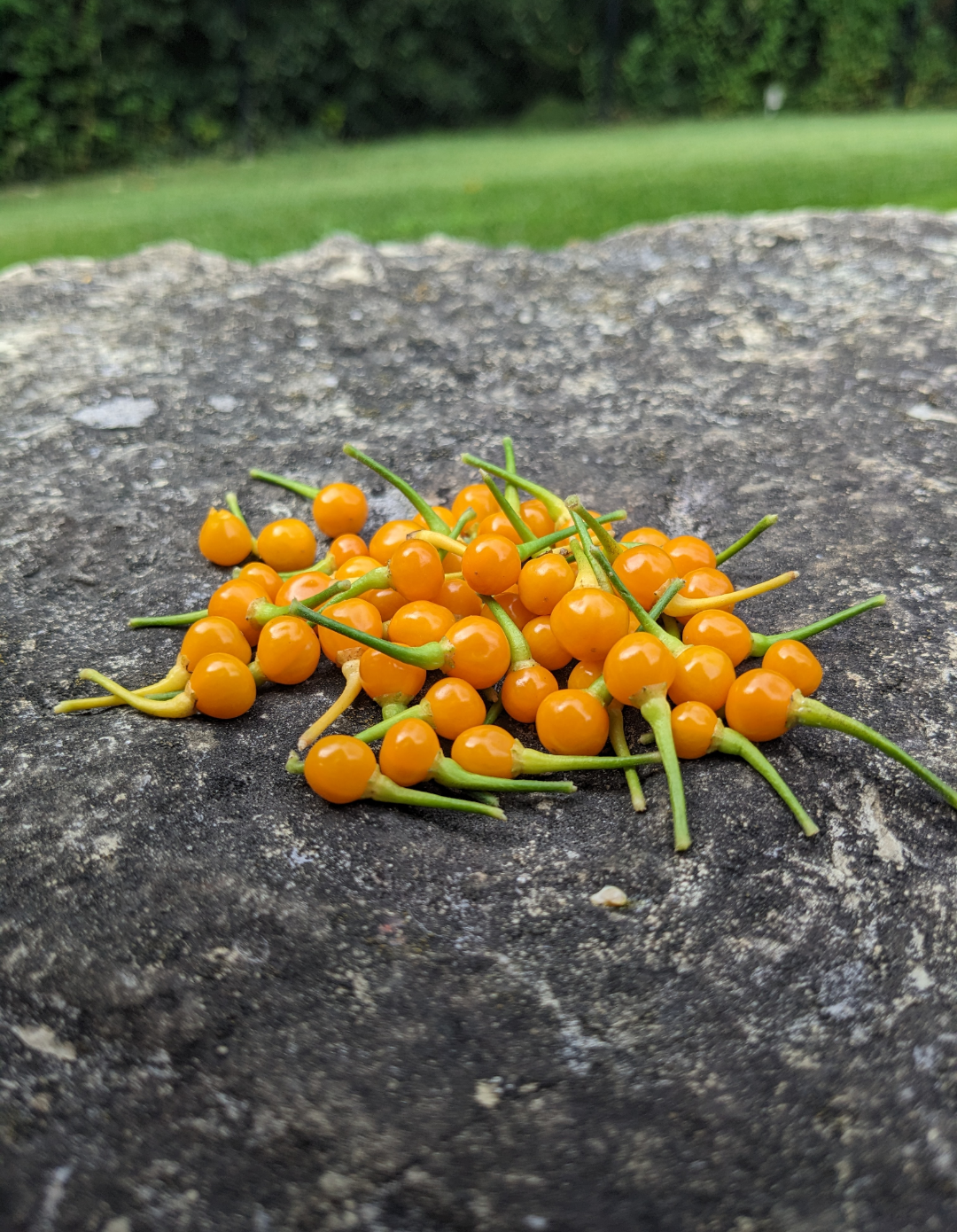 Aji Charapita Orange