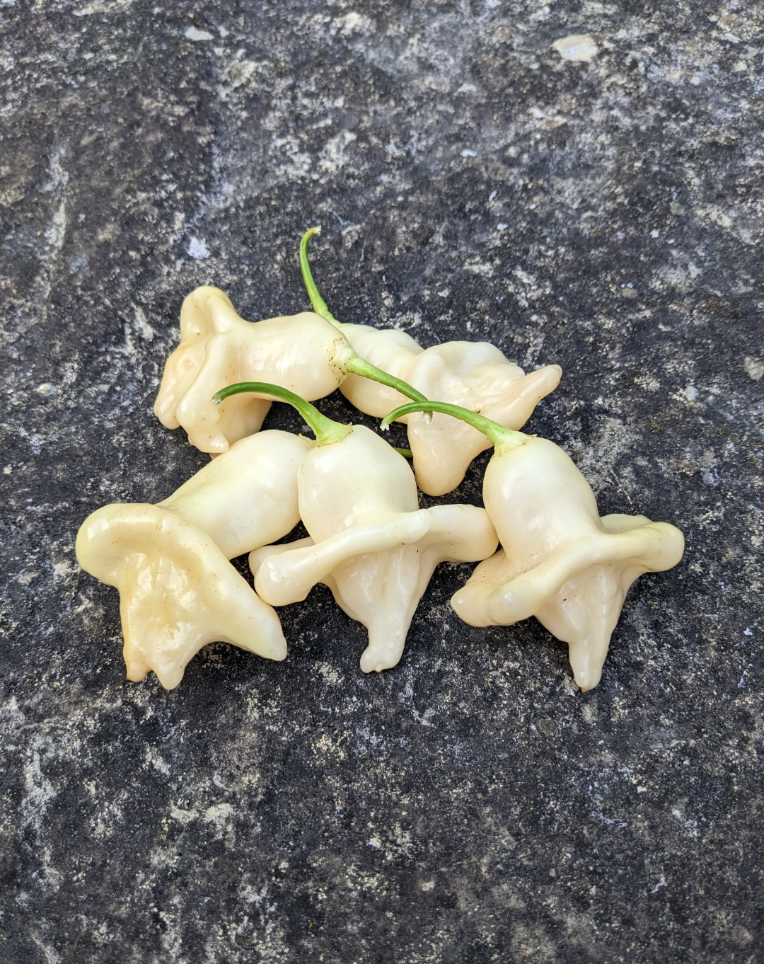 Aji Fantasy White