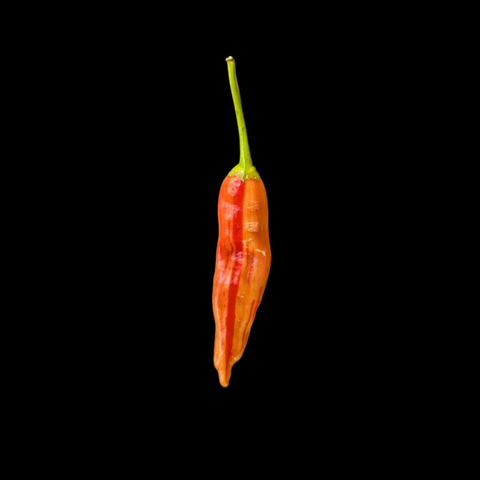 Aji Lilly Teolinda