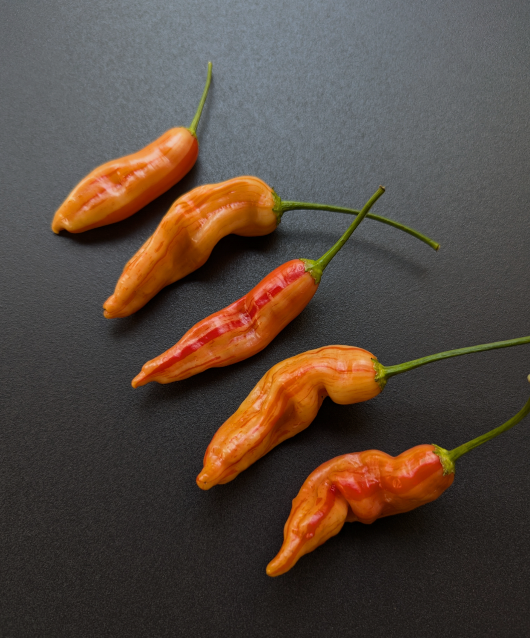 Aji Lilly Teolinda