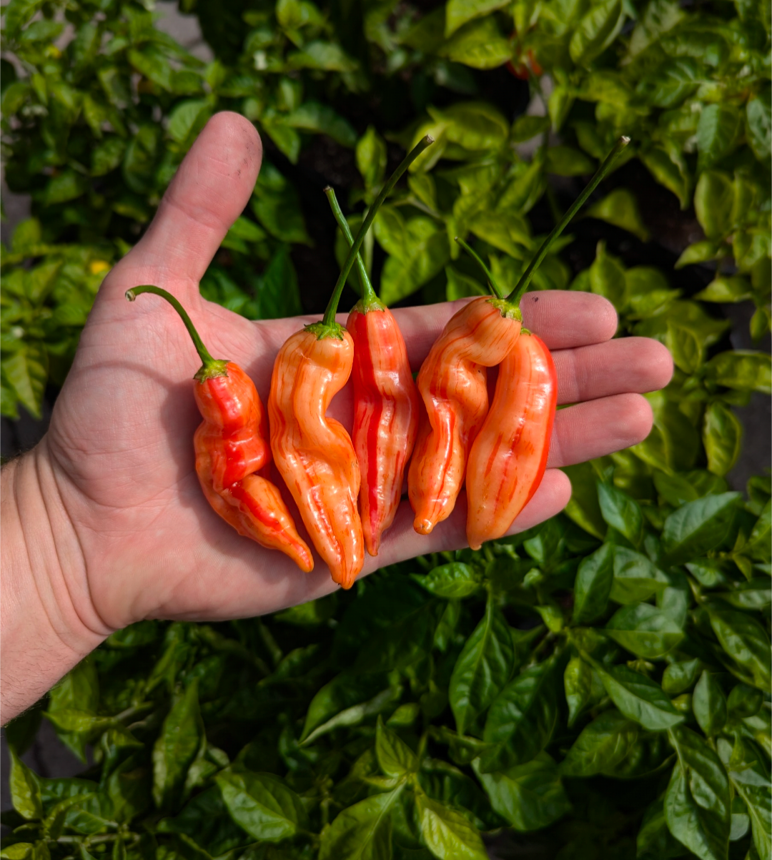 Aji Lilly Teolinda
