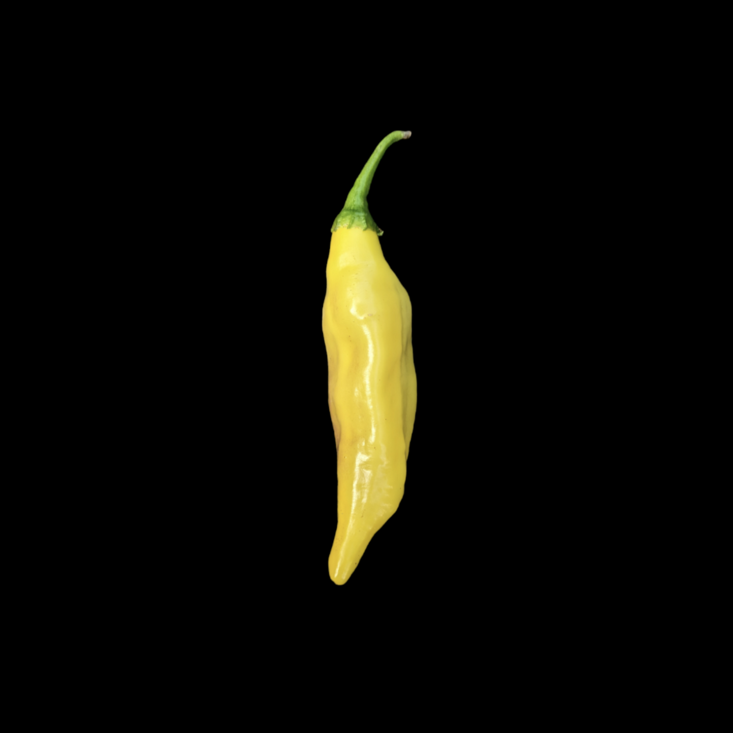 Aji Limo / Lemon Drop
