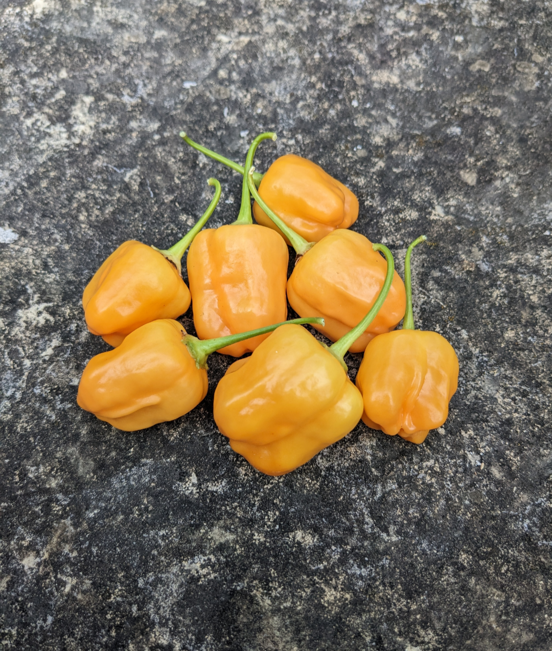 Aji Mango