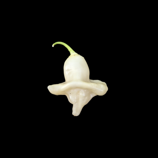 Aji Fantasy White