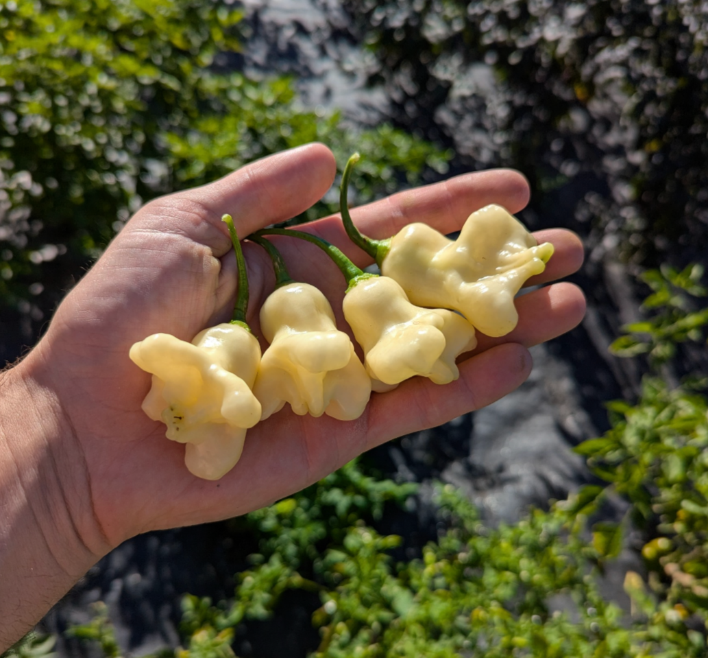 Aji Fantasy White
