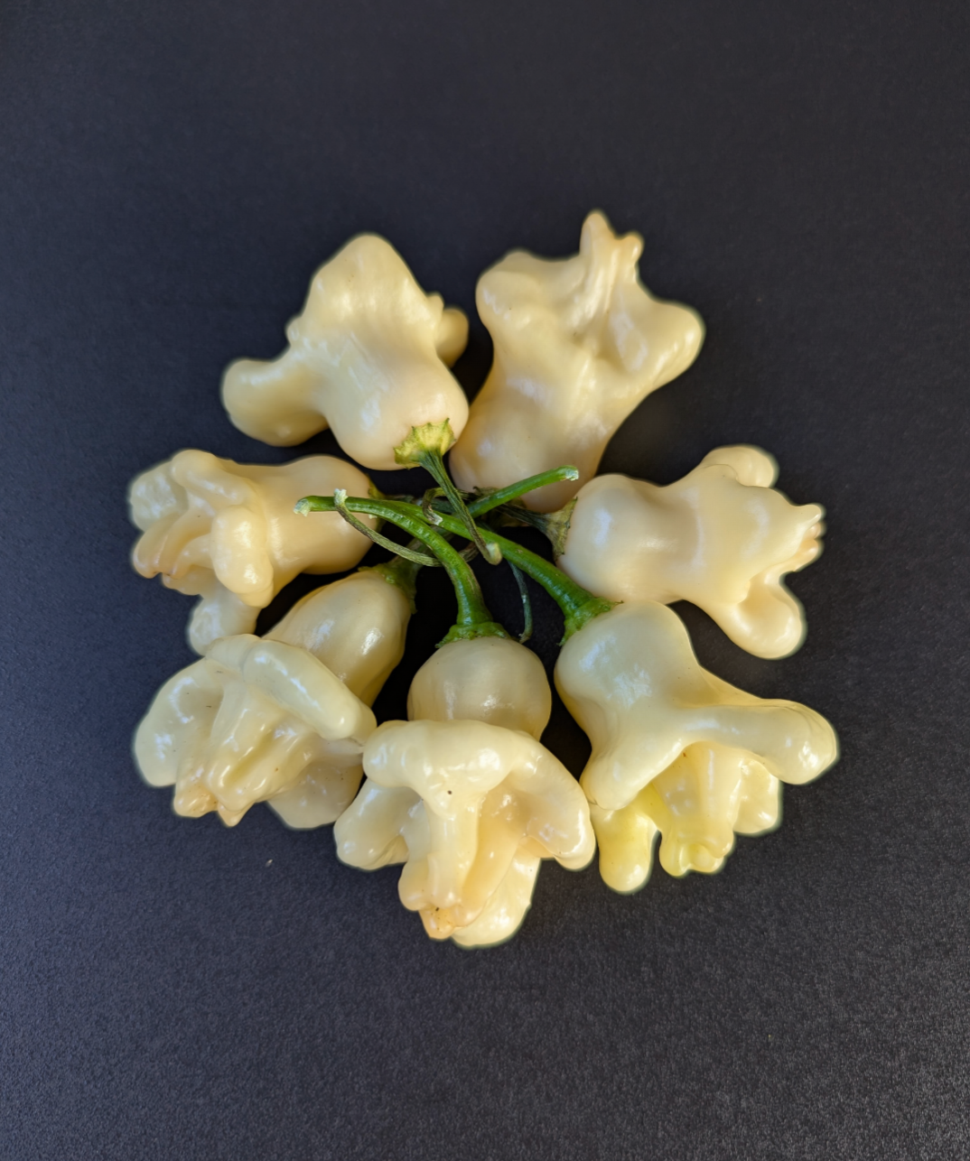 Aji Fantasy White