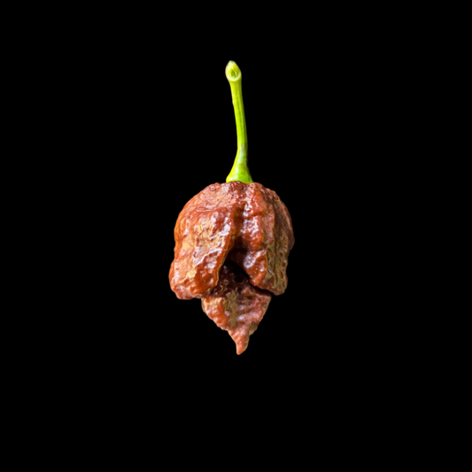 Apocalypse Scorpion Chocolate