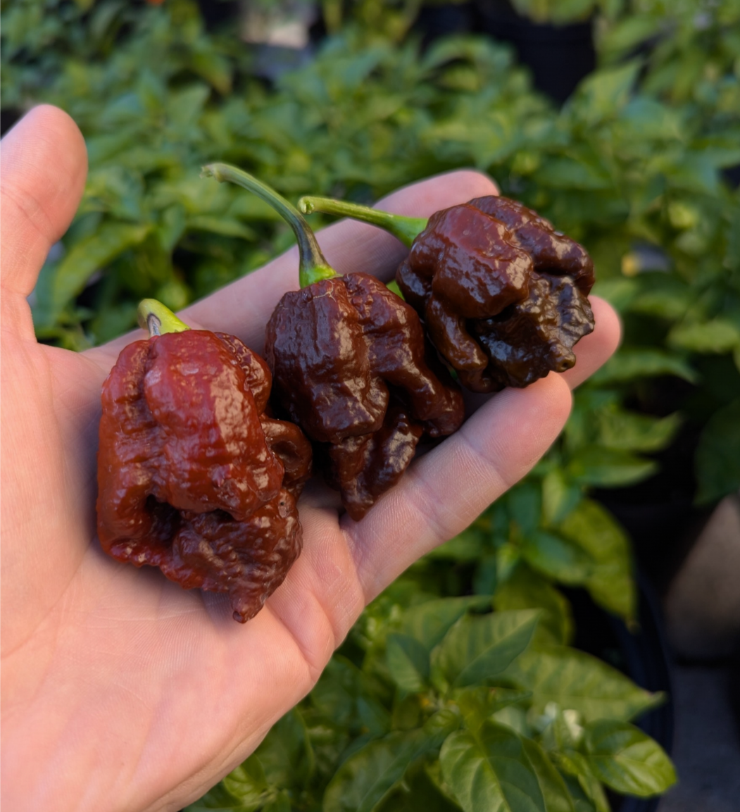 Apocalypse Scorpion Chocolate