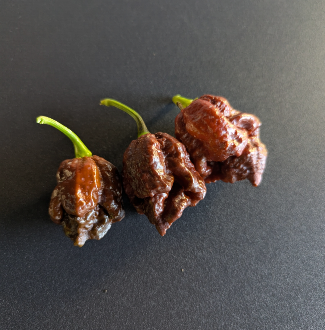 Apocalypse Scorpion Chocolate