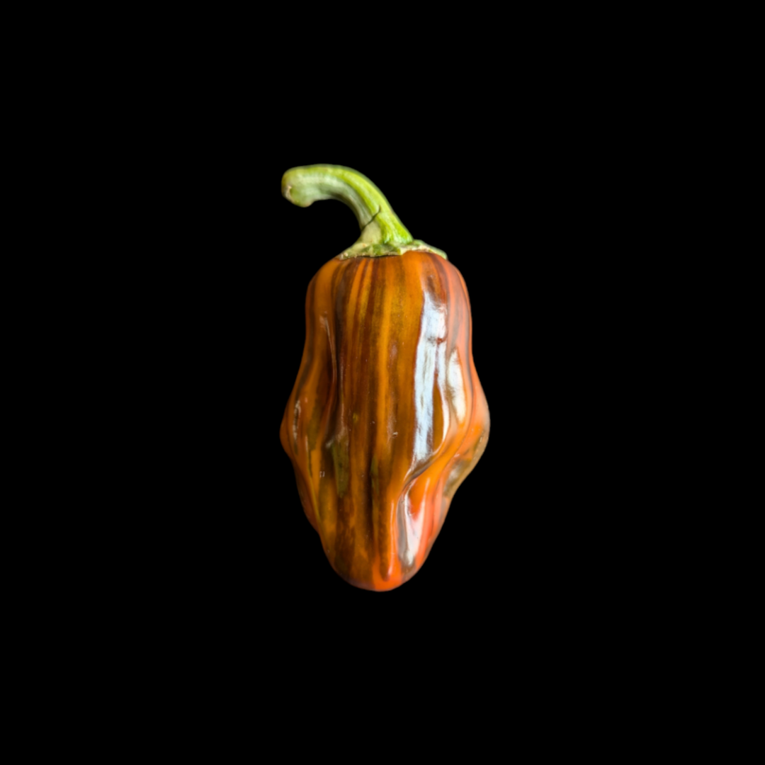 Candy Cane Chocolate Cherry – Scoville Canada