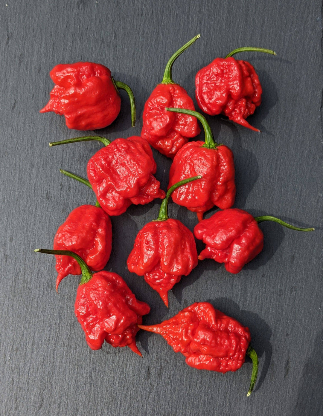 Carolina Reaper
