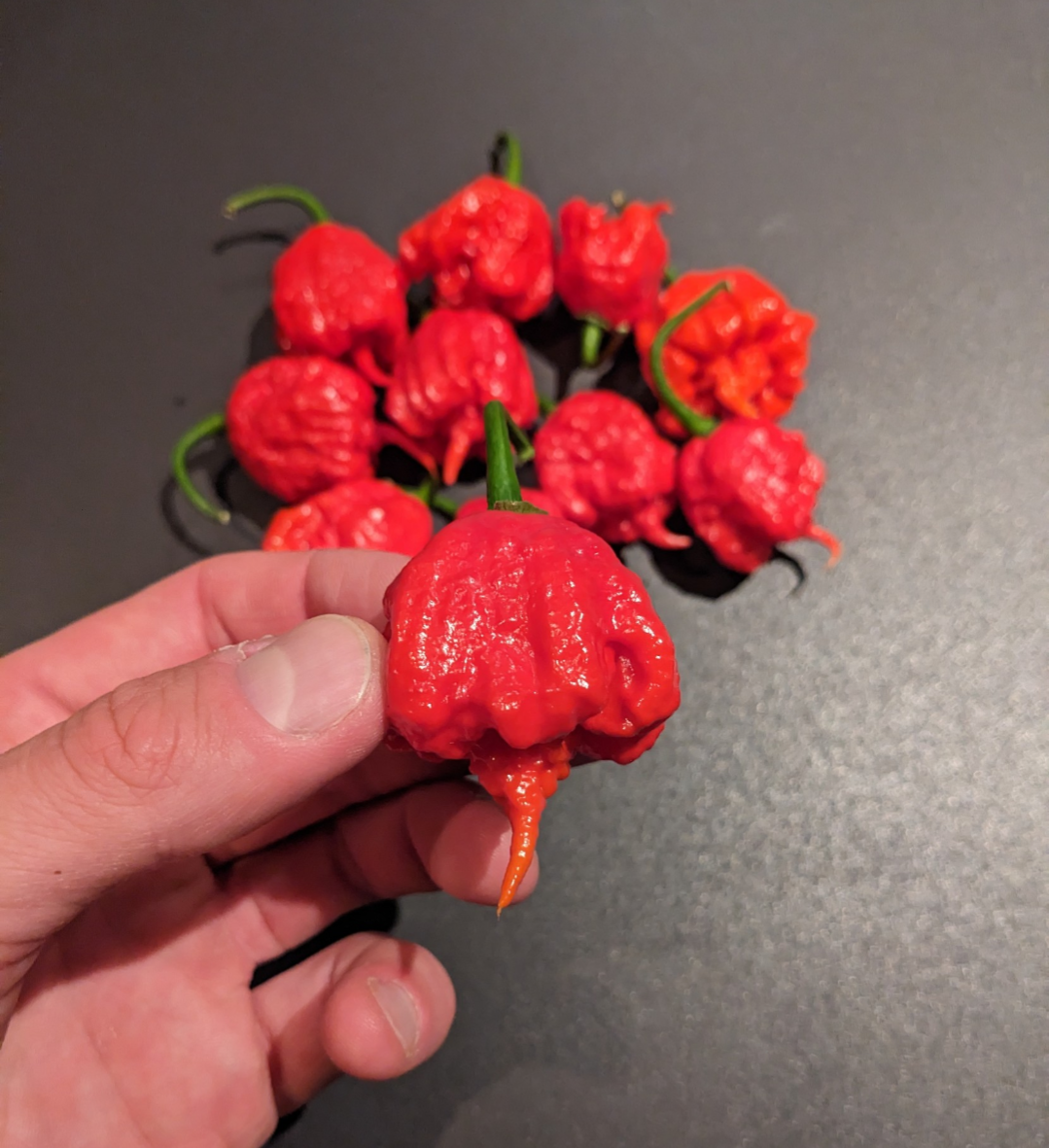 Carolina Reaper