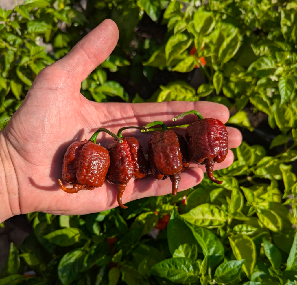 Carolina Reaper Chocolate