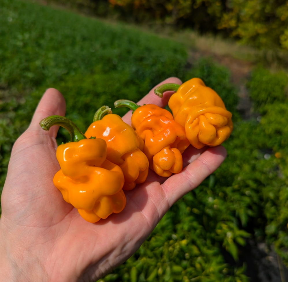 Dragon's Toe