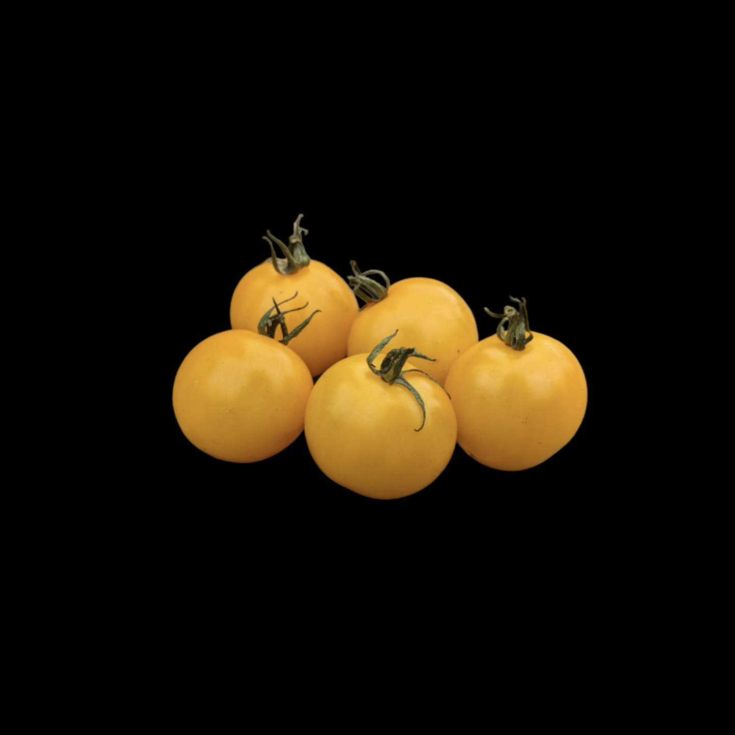 Gold Nugget Cherry