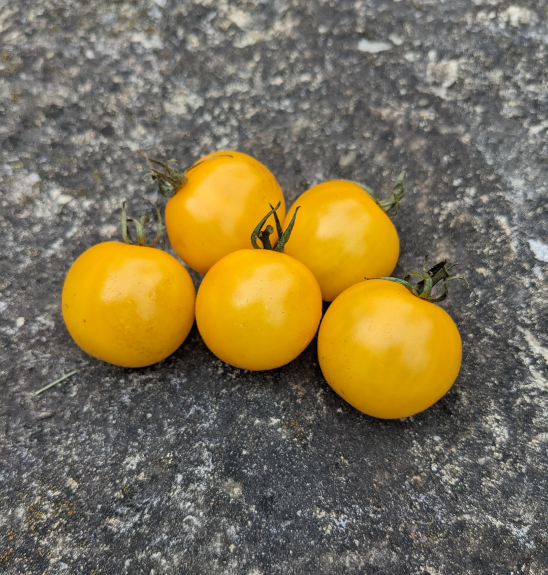 Gold Nugget Cherry