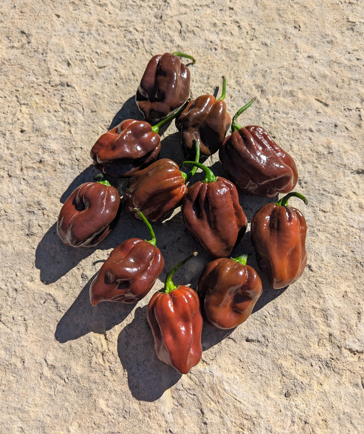 Chocolate Habanero