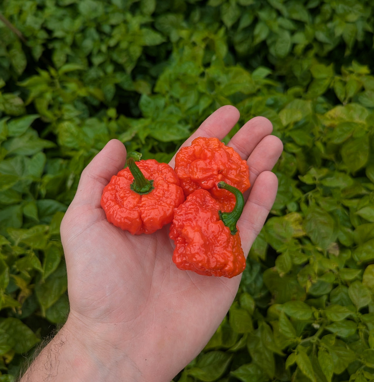 Jamaican Red Scotch Bonnet