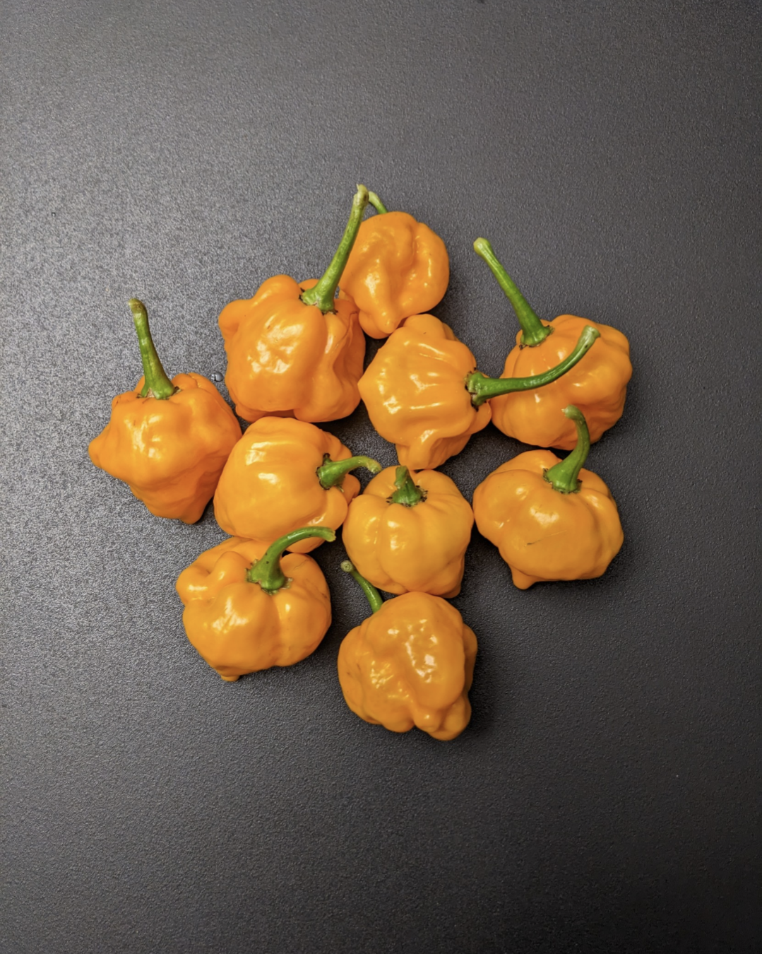 Jamaican Scotch Bonnet
