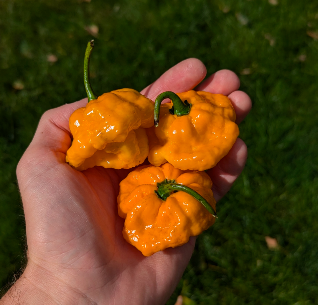 Jamaican Scotch Bonnet