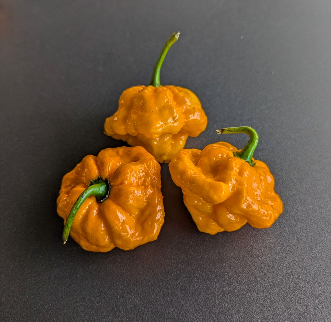 Jamaican Scotch Bonnet