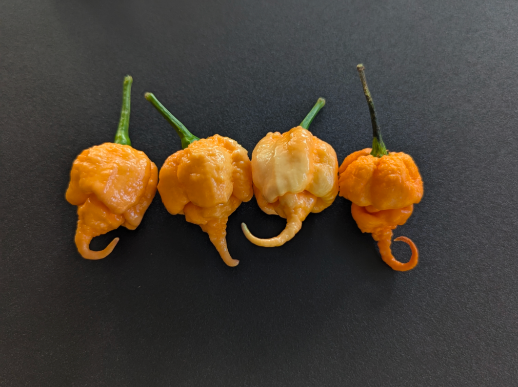 Jay's 7 Pot Primo Peach