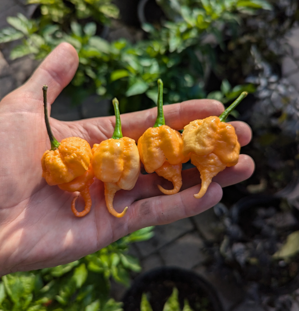 Jay's 7 Pot Primo Peach