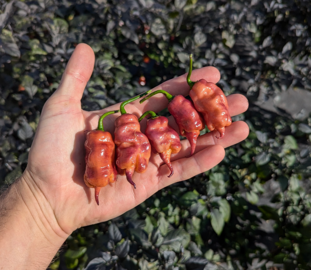 Jay’s Pink Ghost Scorpion
