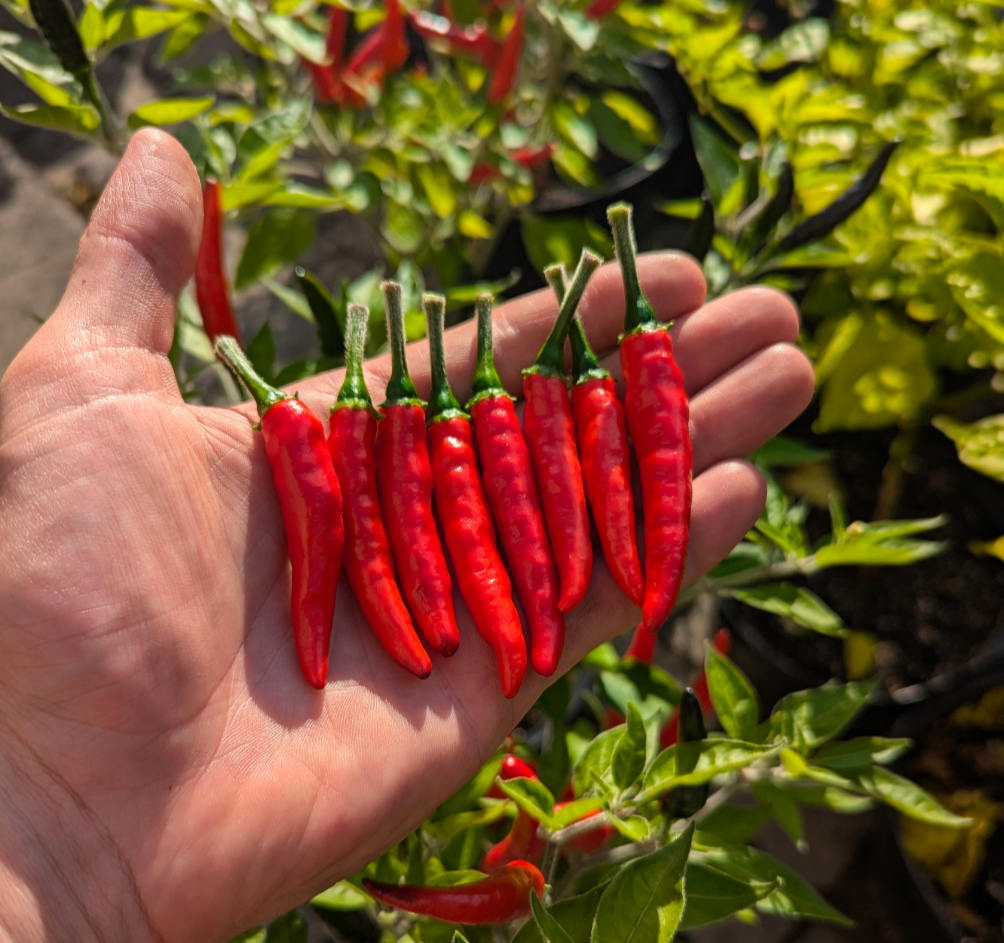 Nayarit Chili Cora