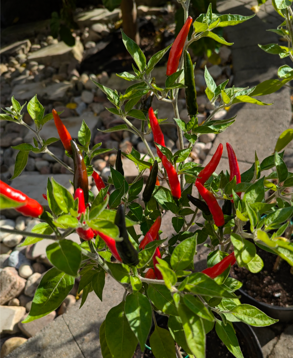 Nayarit Chili Cora
