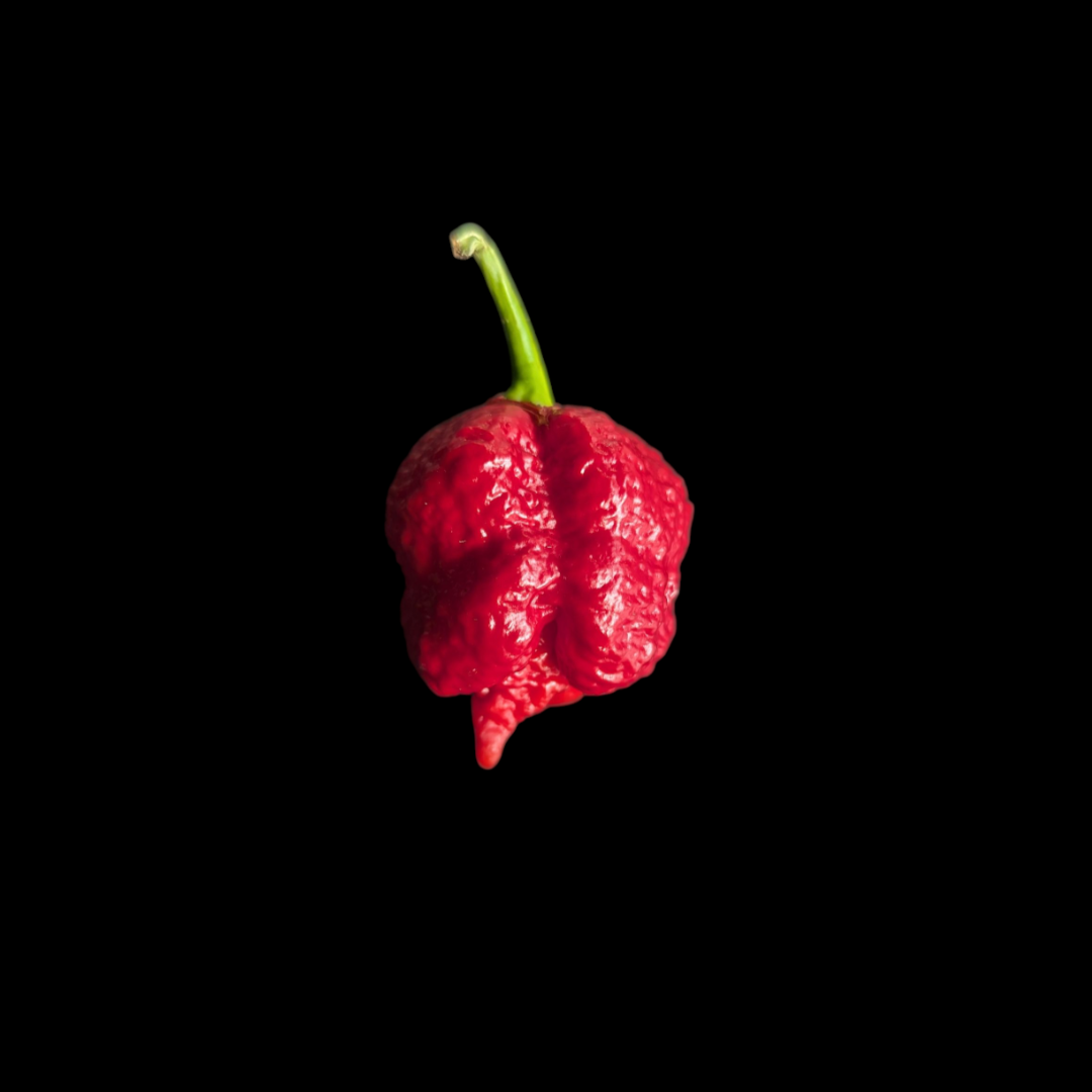 7 Pot Lava