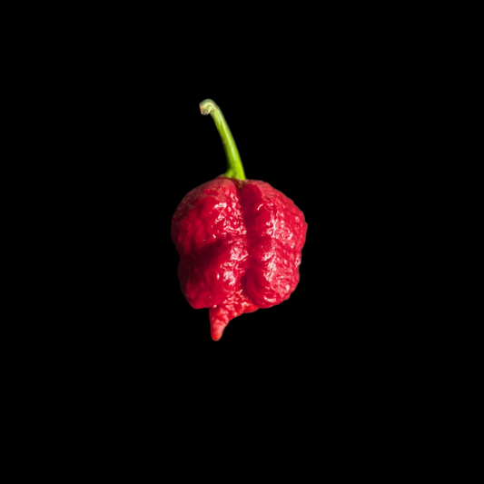 7 Pot Lava