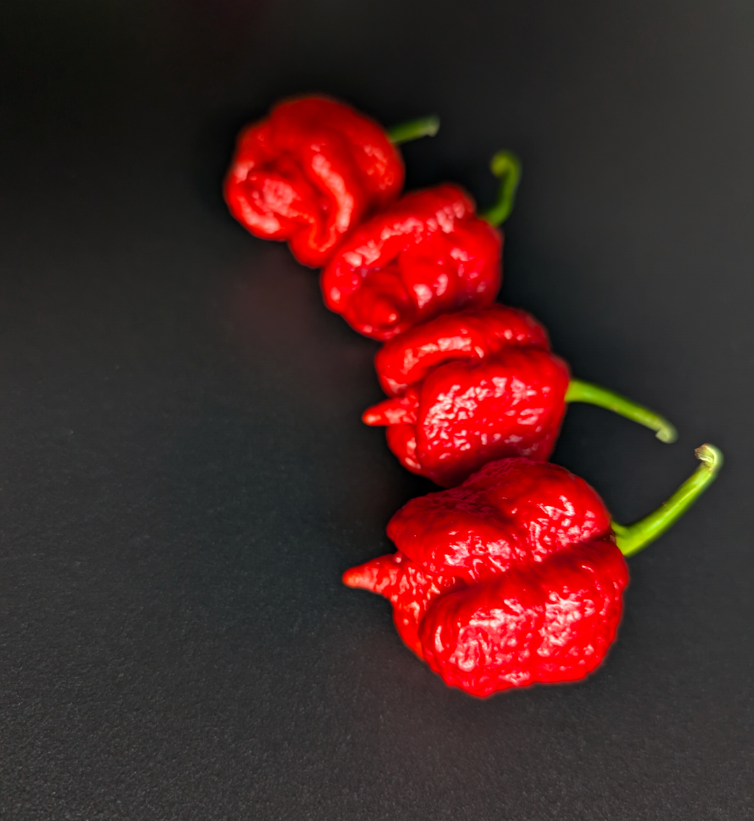 7 Pot Lava