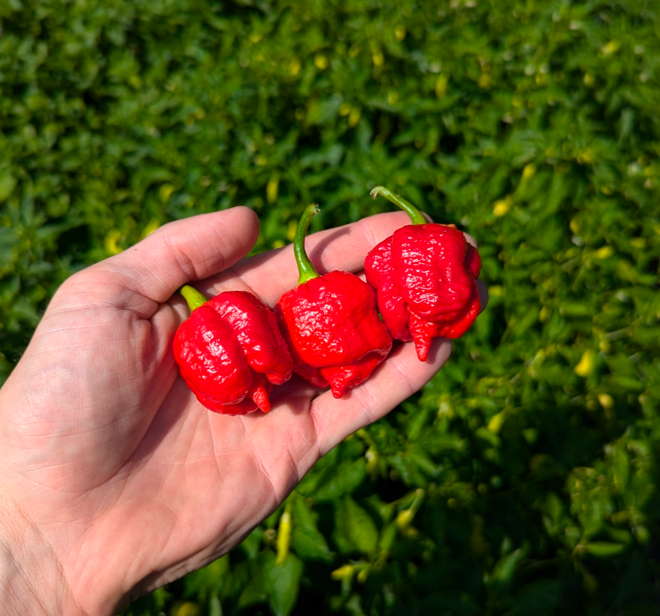 7 Pot Lava