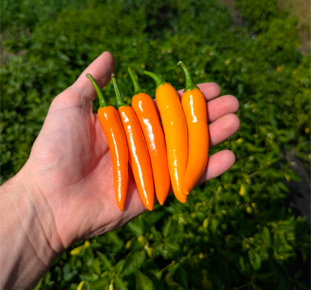 Orange Thai Chili