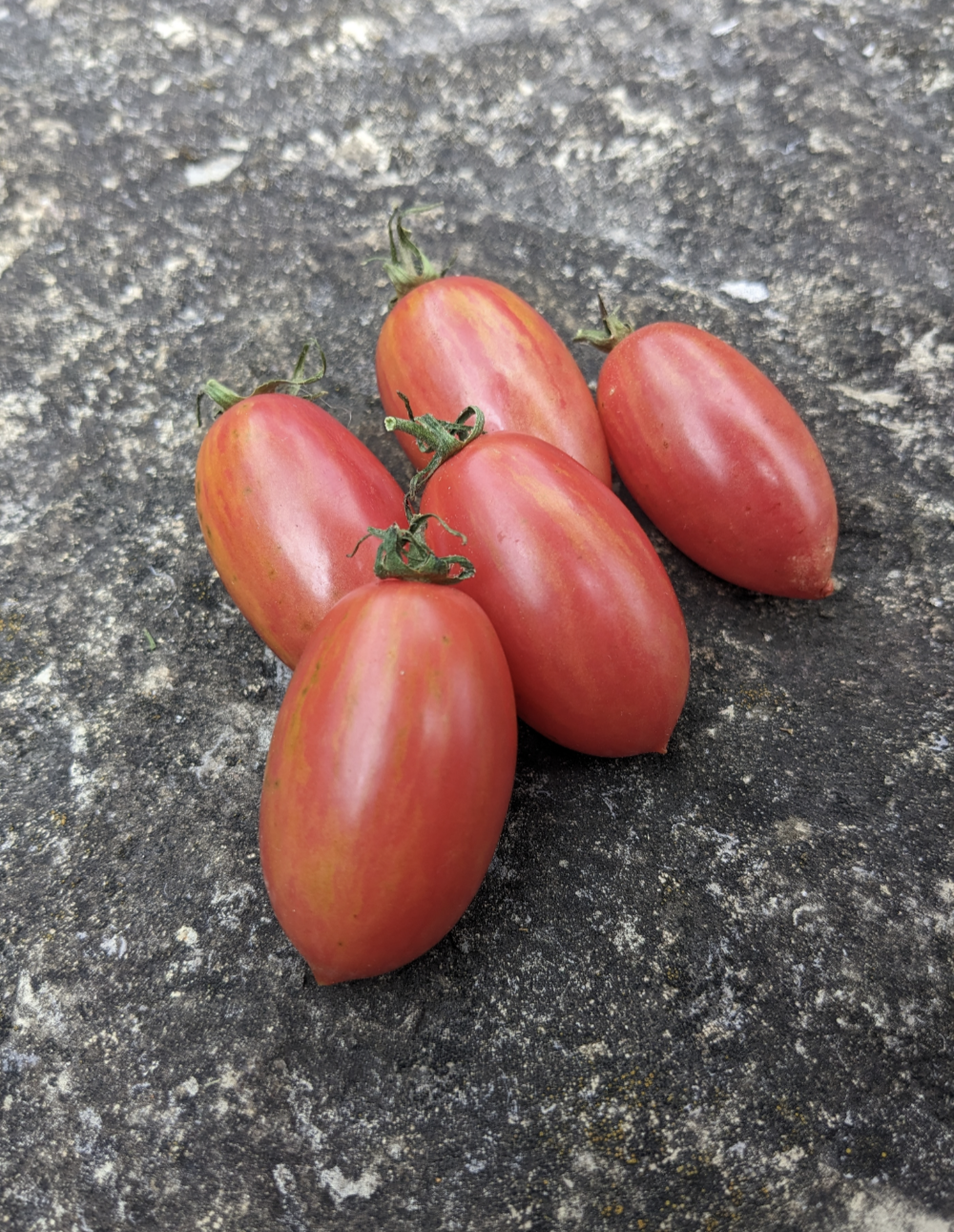 Pink Tiger Tomato