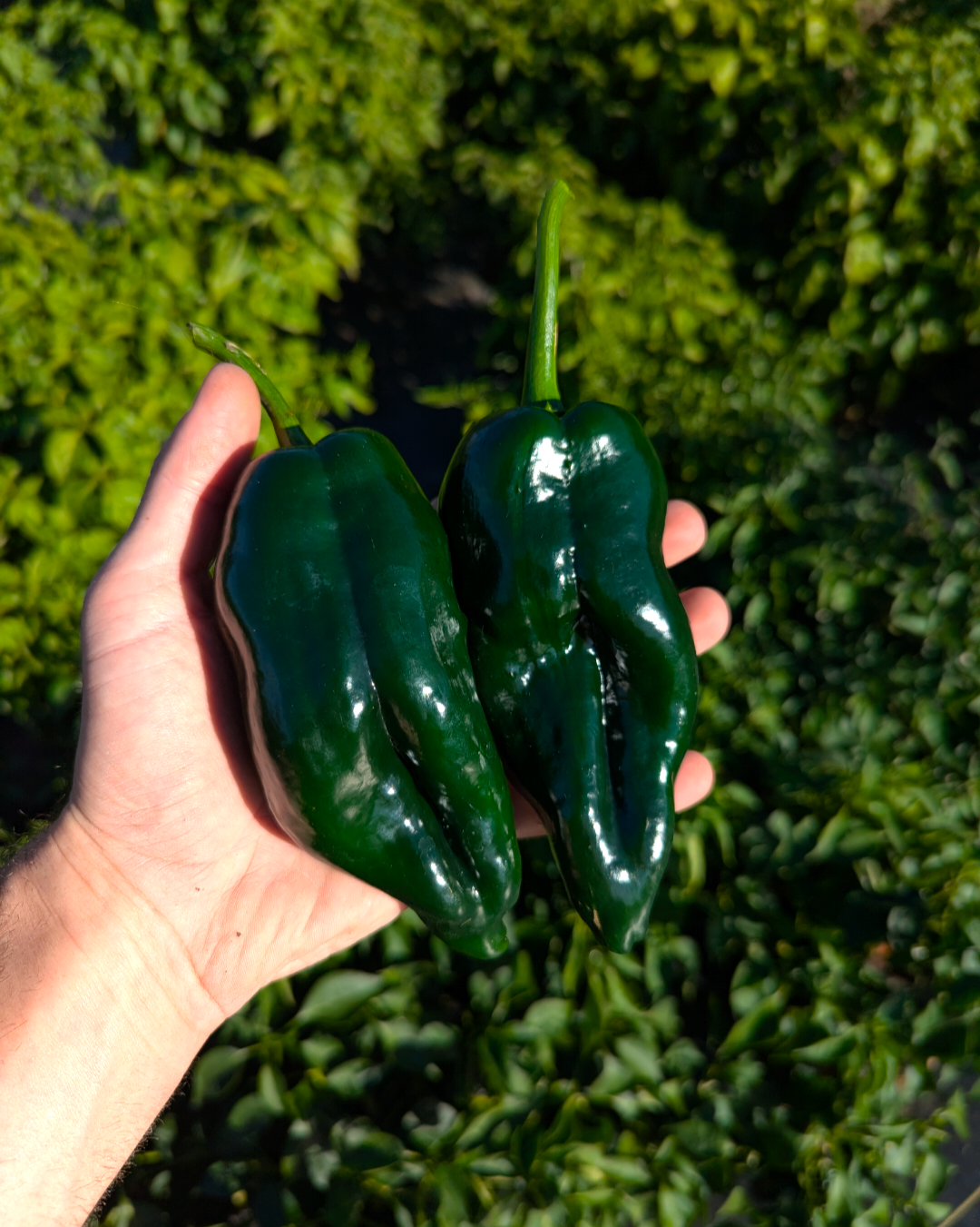 Poblano