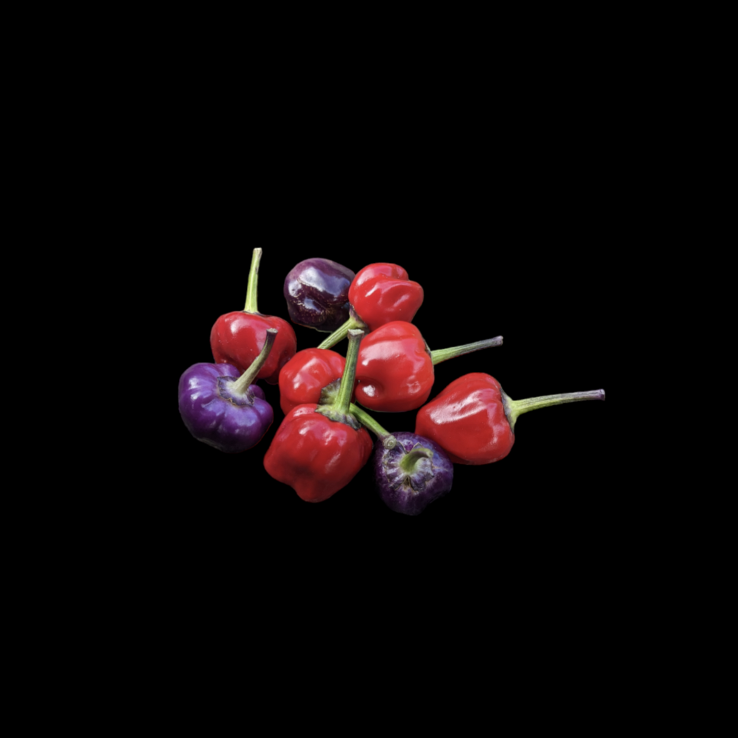 Purple Pumpkin