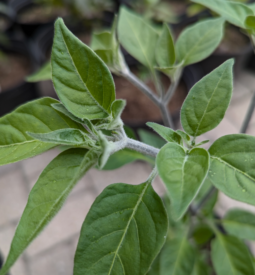 Nayarit Chili Cora