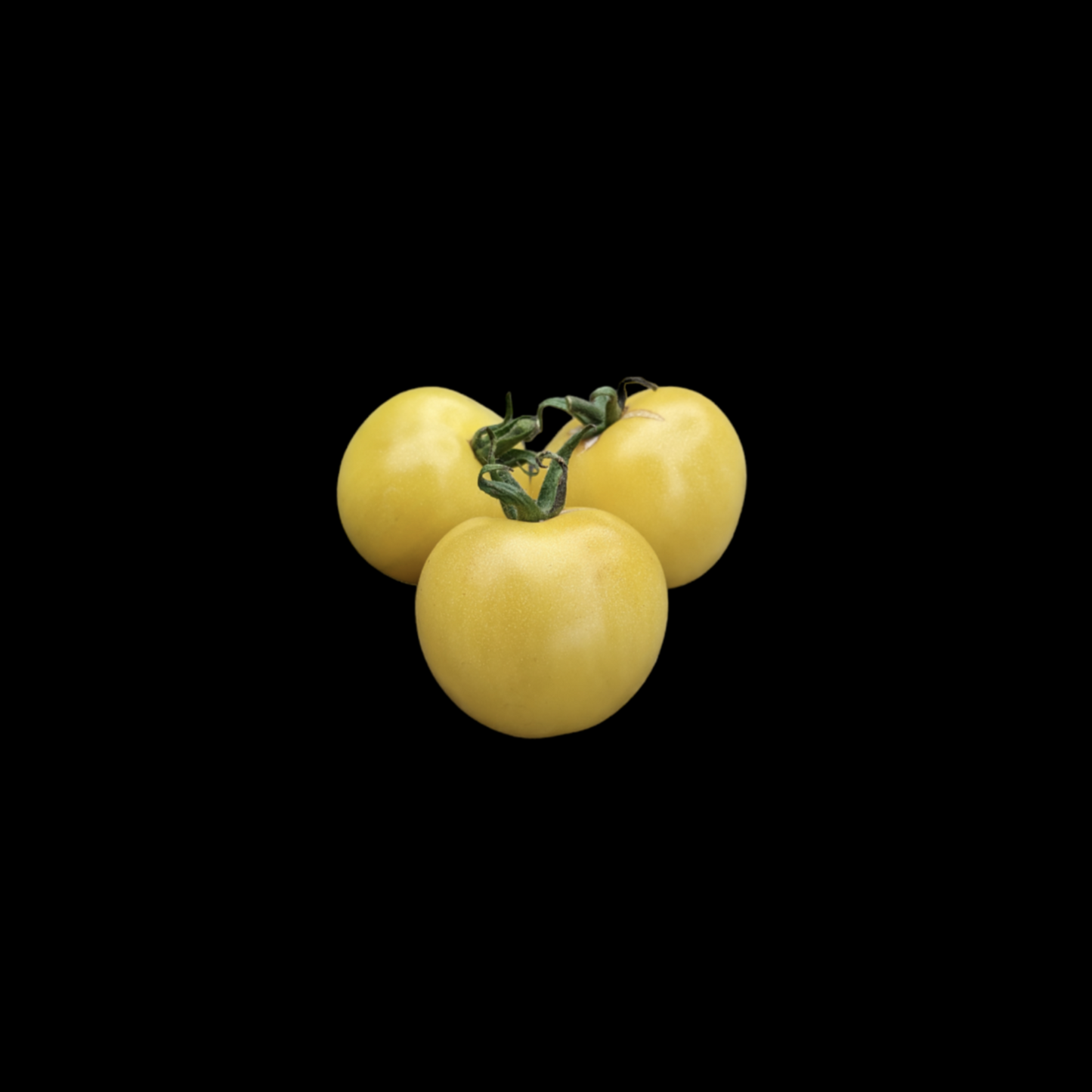 Snow White Cherry