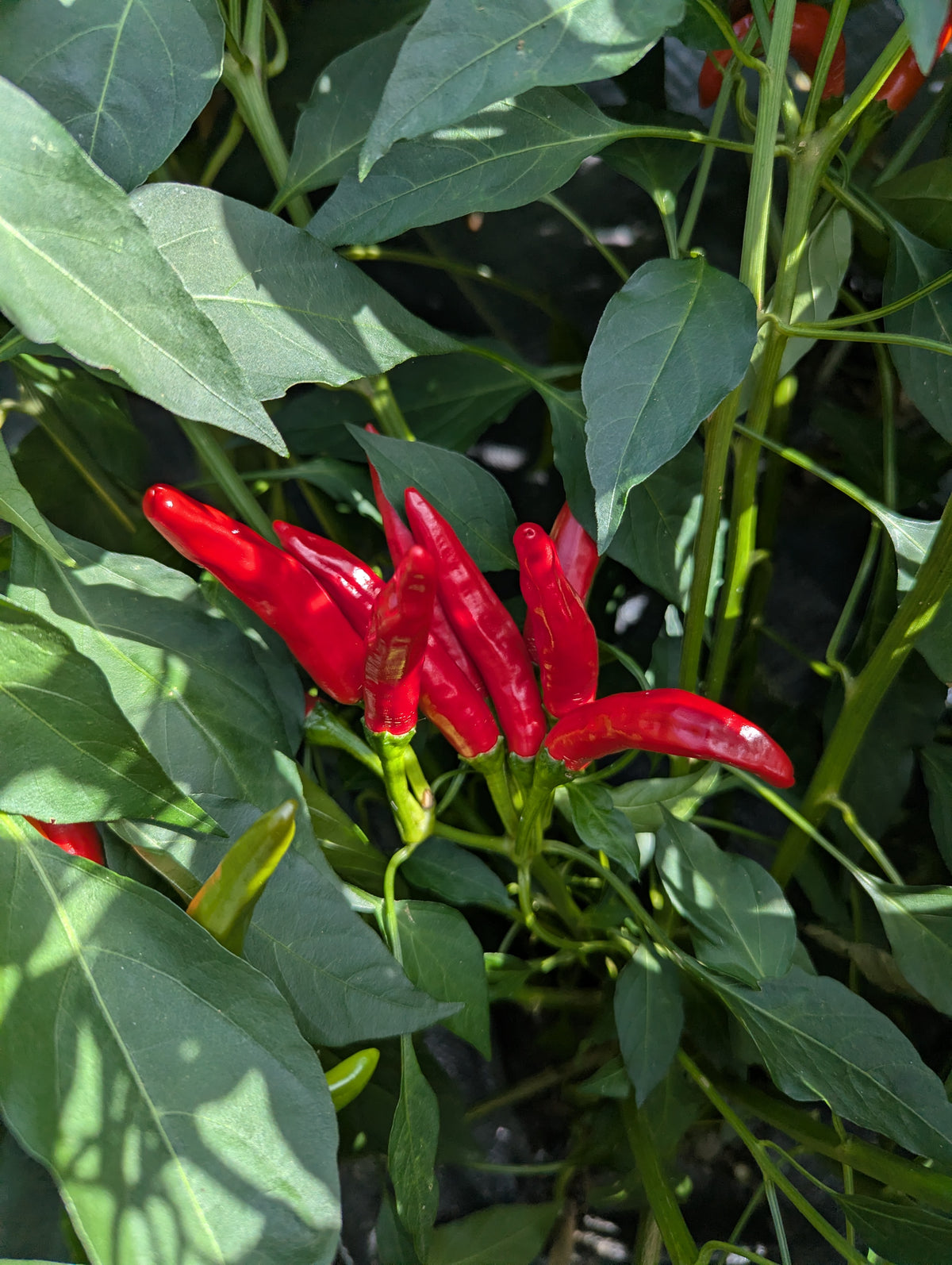 Thai Chili