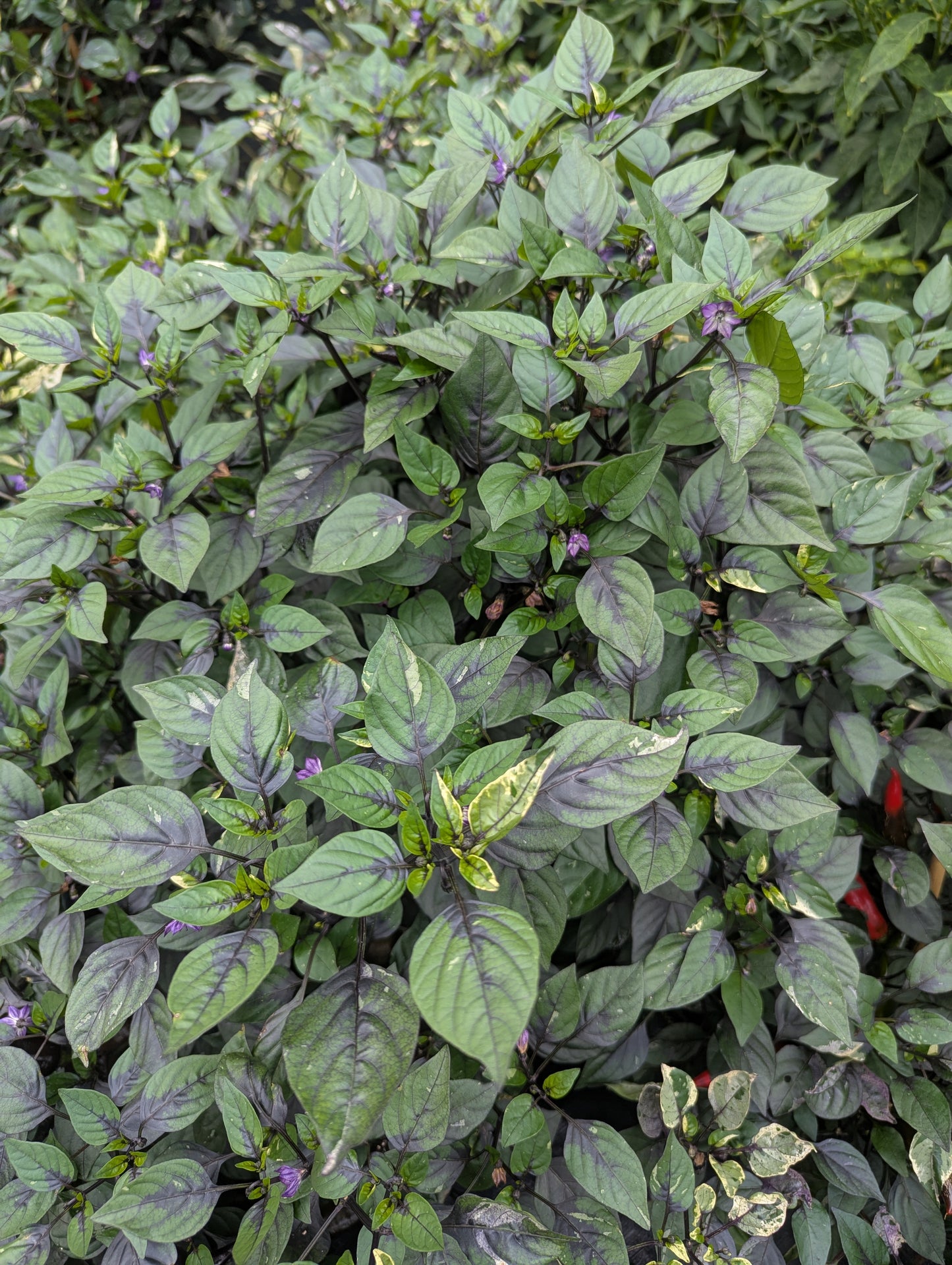 Tiger Jalapeño