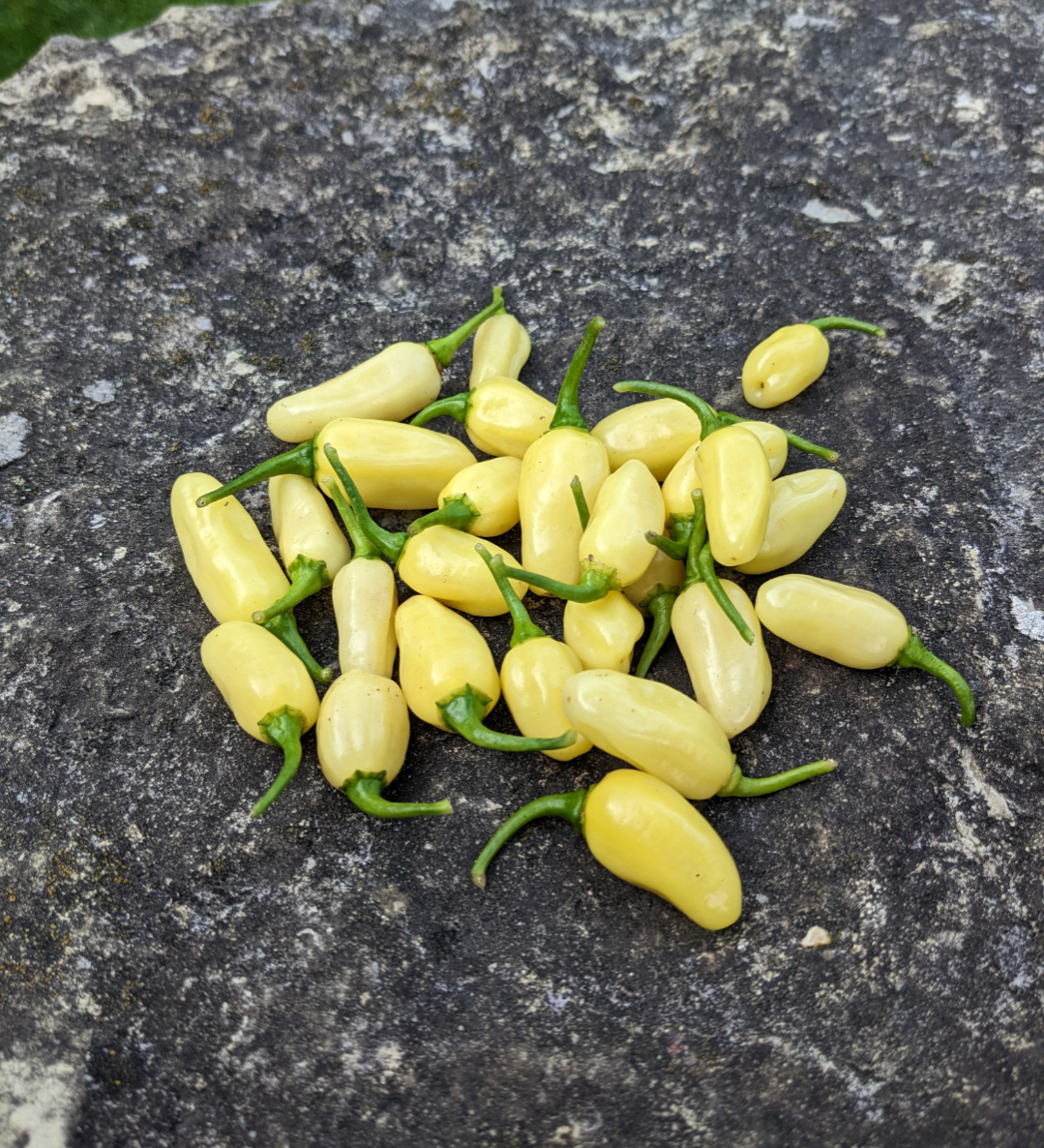 Peruvian White Habanero