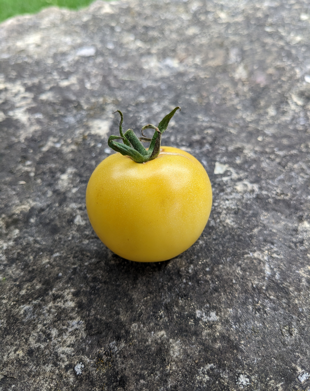 Snow White Cherry