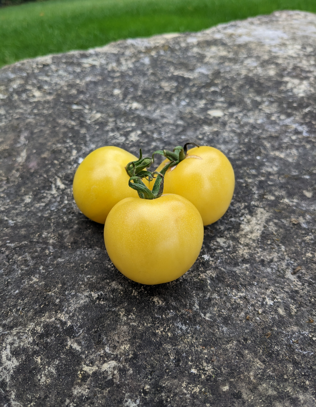 Snow White Cherry