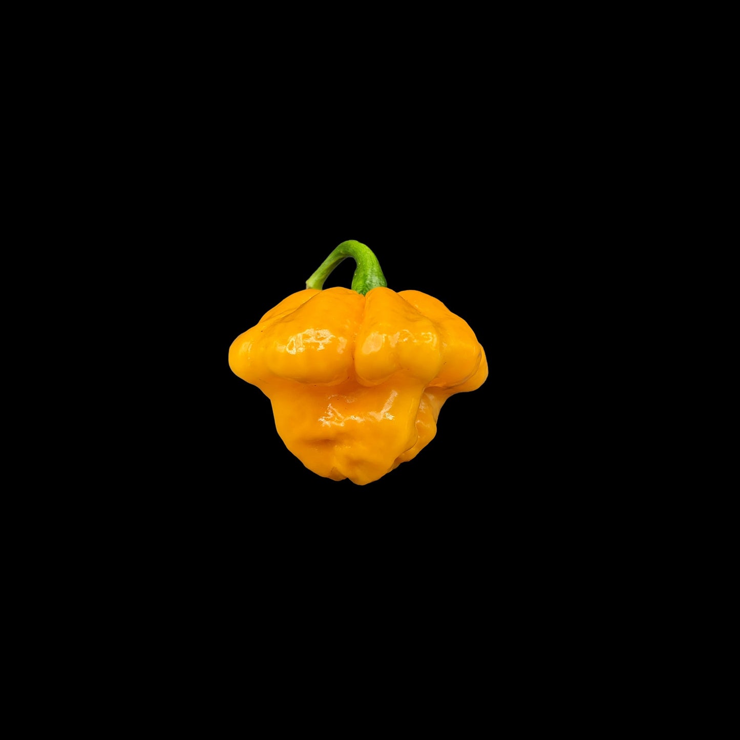 Jamaican Scotch Bonnet